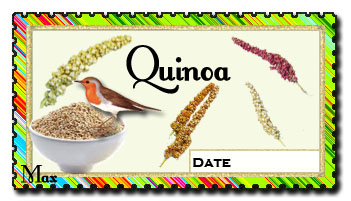 Quinoa copie